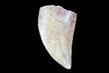 Serrated, Raptor Tooth - Real Dinosaur Tooth #90031-1
